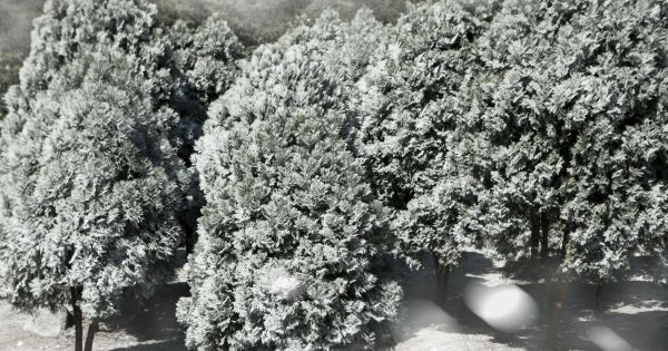 Giới trẻ hào hứng check-in sống ảo giữa khu vườn Châu Âu tuyết trắng tại Ba Vì