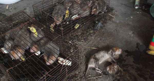 Ai chịu trách nhiệm khi thú rừng chết dần trong nhà kho hải quan?