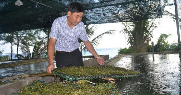 Quảng Ngãi: Nuôi thành công rong nho Nhật Bản tại Lý Sơn