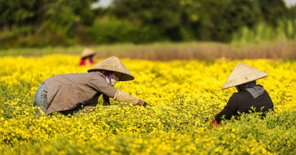 Cánh đồng cúc chi nở vàng rực gần Hà Nội