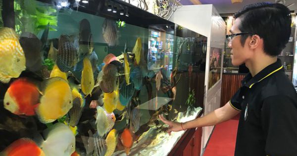 Đầu tư, hỗ trợ mở rộng thị trường xuất khẩu cá cảnh