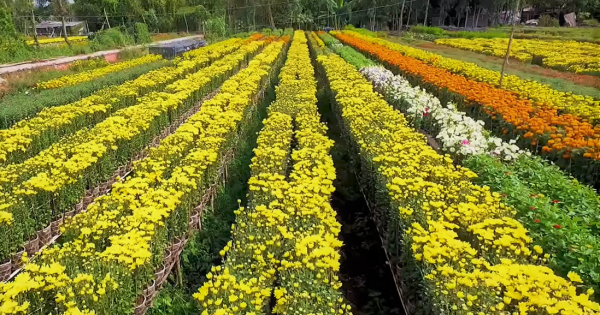 Làng hoa An Thạnh hứa hẹn vụ hoa Tết bội thu