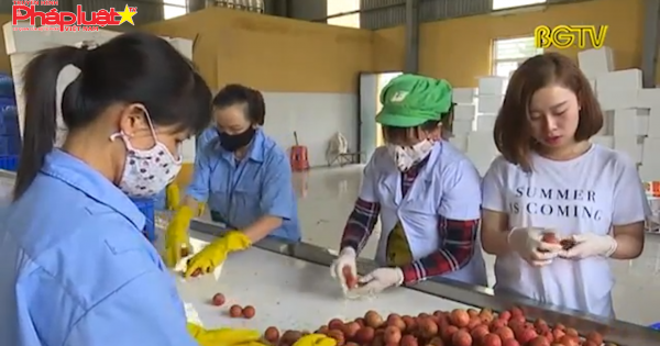 Vải thiều Việt Nam vào Nhật Bản sau 5 năm chờ đợi