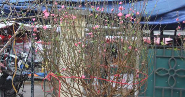 Đào Nhật Tân nở sớm xuống phố đón Tết Dương Lịch