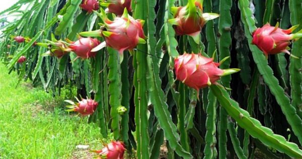 Giáp Tết, thanh long tăng giá cao