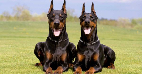 Từ 1/1/2020 cấm hành hạ, bỏ đói chó, mèo