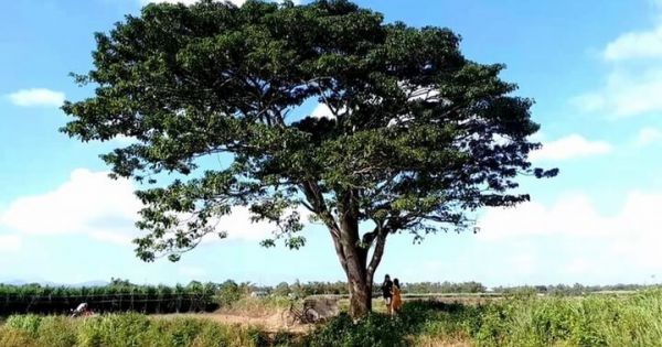 Chiêm ngưỡng làng Hà Cảng – Huế đẹp như tranh vẽ trong bối cảnh phim Mắt Biếc