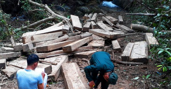 Kon Tum: Rừng bị “xẻ thịt”, Ủy ban tỉnh chỉ đạo xử lý theo pháp luật