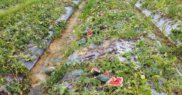 Truy tìm kẻ phá hoại vụ dưa hấu Tết của người dân