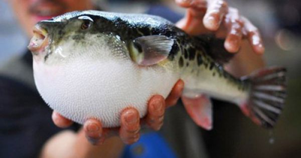 Quảng Ngãi: Ăn cá 