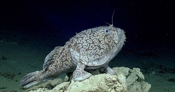 Phát hiện loài cá dùng vây để đứng như đôi chân