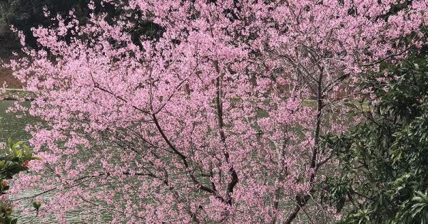 Đẹp ngất ngây hoa anh đào trên cao nguyên Măng Đen, Kon Tum