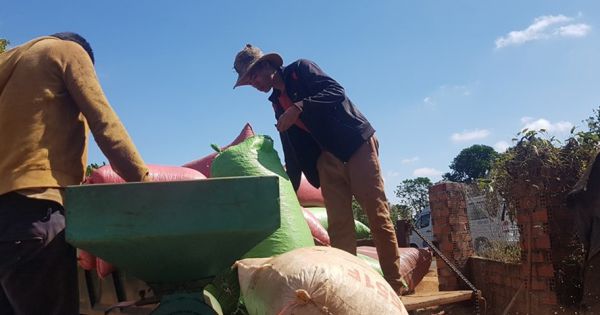 Nguy cơ “cây tỉ đô” giá trị 6 tỉ USD bị nông dân chặt bỏ