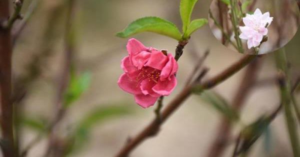 “Thủ phủ” đào Hải Phòng hút hàng trăm lượt khách tới thuê cây chơi Tết mỗi ngày