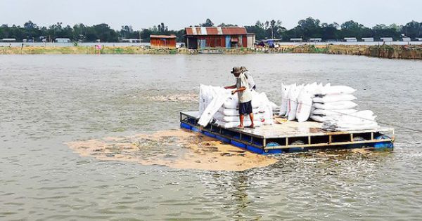 Chuỗi liên kết cá tra đổ vỡ: Đảm bảo quyền lợi cho người nuôi ra sao?