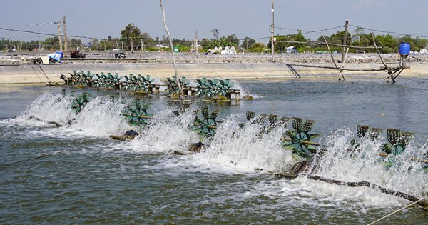 Nông dân Đồng Tháp nuôi tôm nước mặn trái phép