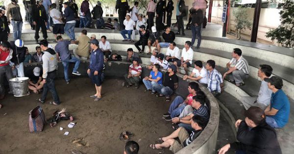 Bắt trường gà gần 700 triệu: Khởi tố, bắt tạm giam 13 người ở Phú Yên