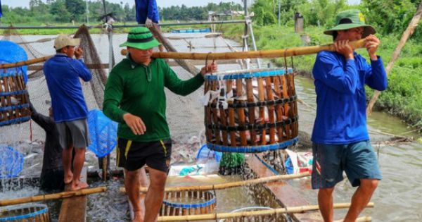 Chi hàng trăm tỷ đồng bù lỗ chênh lệch giá cá cho người nuôi ở ĐBSCL