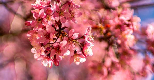 Mai anh đào nở bung trước Tết