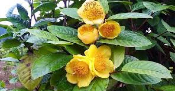 Lễ hội Trà hoa vàng Quảng Ninh được tổ chức vào tháng 2/2020