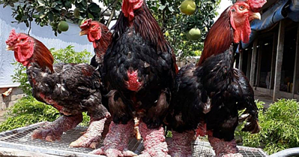 Cận Tết, giá gà Đông Tảo tăng mạnh