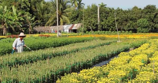 Làng hoa lớn nhất Cần Thơ sẽ đưa 320.000 chậu hoa ra thị trường