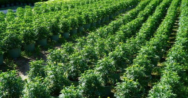 Làng hoa Tết xứ biển