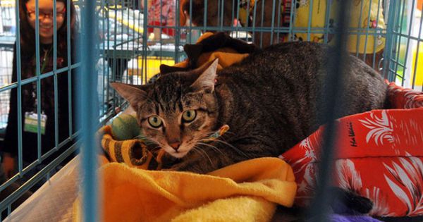 Nhóm khách Việt ngồi tù, bị phạt 770 triệu đồng vì giết hại và ăn thịt chó