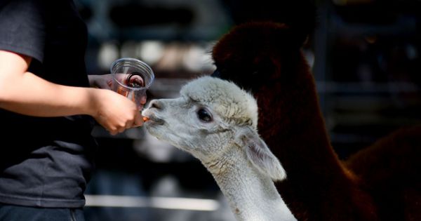 Khách thích thú với quán cà phê lạc đà siêu dễ thương ở Sài Gòn