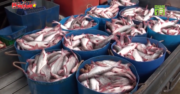 Vận đen của “vua cá tra”: Cổ phiếu bị kiểm soát, lỗ nghìn tỷ đồng