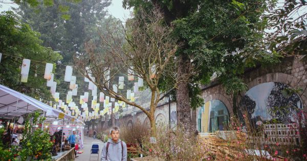 Cây hoàng mai 120 tuổi giá 4 tỷ đồng xuống chợ hoa truyền thống Hà Nội