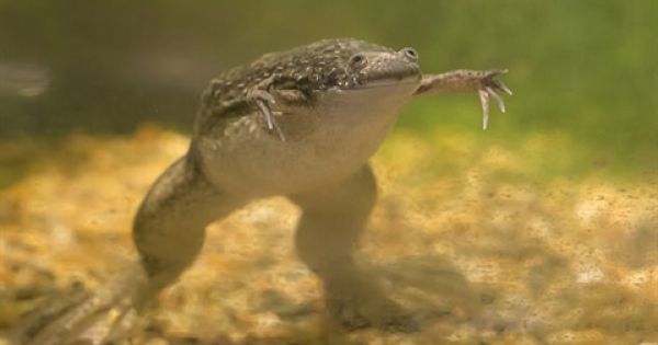 Chế tạo thành công robot 'sống' từ tế bào ếch châu Phi