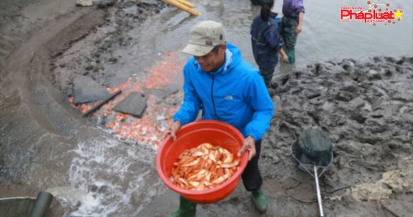Làng nghề cá chép đỏ Thủy Trầm tất bật trước ngày tiễn Táo Quân chầu trời