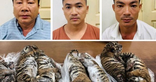 Án phạt 6 năm tù giam cho “ông trùm” buôn bán hổ xuyên quốc gia