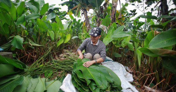 Làng lá dong lớn nhất Hà Tĩnh tất bật vào vụ Tết