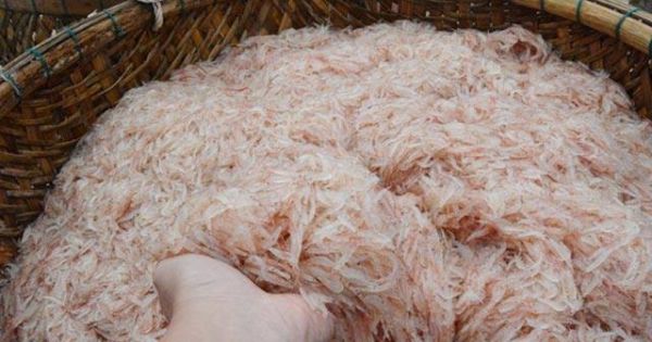 Nhiều ngư dân Quảng Ngãi trúng đậm ruốc biển cuối năm