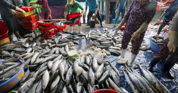 Ngư dân hối hả chuyến tàu cuối năm