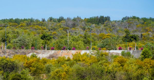 Rừng keo lá tràm vàng rực ven biển