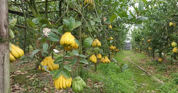 Quả phật thủ lại được săn lùng vào dịp Tết