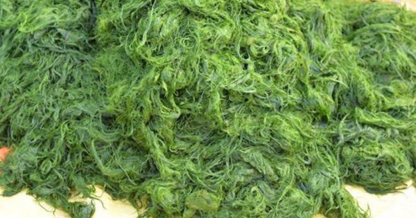 Rêu suối - Món ăn dân dã của người Thái Tây Bắc