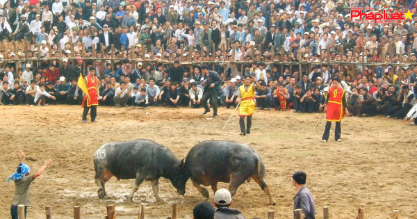 Tạm dừng tổ chức Lễ hội chọi trâu Phù Ninh, tập trung phòng chống dịch virus corona