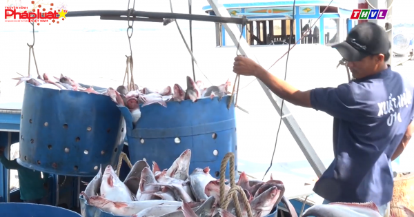 Cá tra Nam Việt kỳ vọng tăng lợi nhuận 20%/năm dù có ảnh hưởng từ nCoV