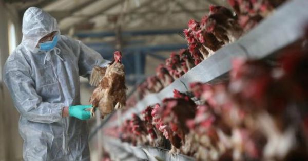 Công điện khẩn về triển khai phòng chống dịch cúm gia cầm