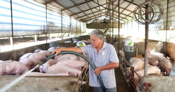 Không lơ là dịch tả heo và cúm gia cầm