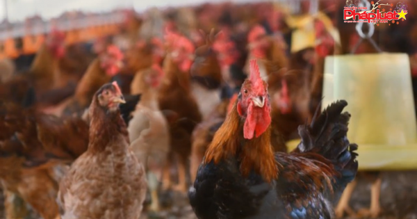 Cảnh sát môi trường hỏa tốc yêu cầu kiểm tra hàng gia cầm nhập lậu từ Trung Quốc