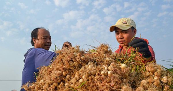 Bộ Công an vào cuộc vụ Facebooker Lương Hoàng Anh tung tin sai về tỏi Lý Sơn