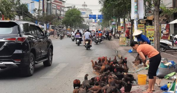 TP.HCM chỉ đạo khẩn: Nói không với kinh doanh gia cầm sống trái quy định