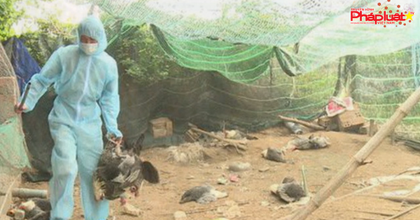 Tiêu hủy gần 30.000 gia cầm nhiễm cúm A/H5N6