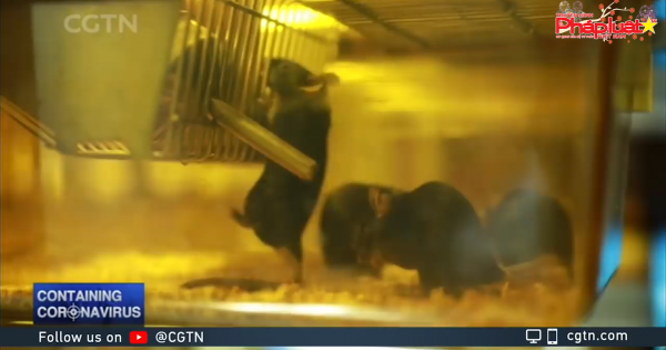 Trung Quốc thử nghiệm vaccine ngừa virus chủng nCoV trên chuột nhắt