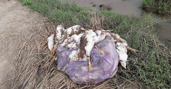 4 tỉnh phát hiện 8 ổ dịch cúm gia cầm có vi rút cúm A/H5N6